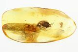 Fossil Caddisfly (Trichoptera) and Spider (Araneae) in Baltic Amber #300680-1